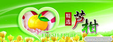 原产地水果芦柑喷绘广告PSD模板