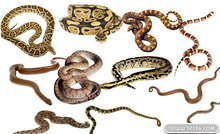 各种蛇类PSD图片素材