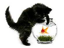 猫与金鱼高清图片2
