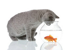 猫与金鱼高清图片1