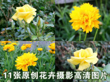 11张原创花卉摄影高清图片