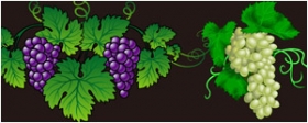 精美紫色葡萄与提子矢量图