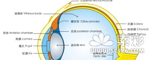 医学眼球结构图矢量图