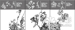 中国工笔画植物图谱矢量图11-20