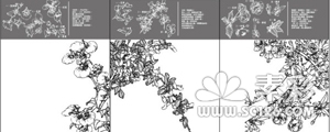 中国工笔画植物图谱矢量图31-40