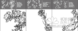 中国工笔画植物图谱矢量图41-50