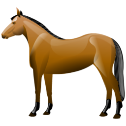 horse 马