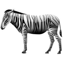 zebra 斑马