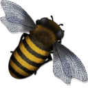 蜜蜂飞