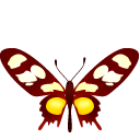 黄褐色蝴蝶