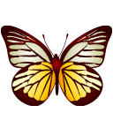 黄色条纹蝴蝶