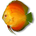 红黄绿热带鱼