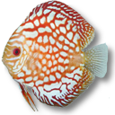 红色白色相间热带鱼