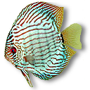 斑马纹热带鱼