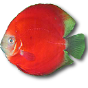 红色身子绿色尾巴热带鱼