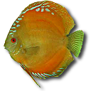 金黄色热带鱼