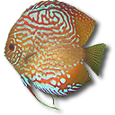 漂亮花纹热带鱼