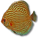 橙色条纹热带鱼