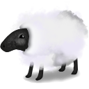 sheep 山羊