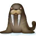 walrus 海象