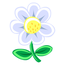 White_Flower 白色花朵
