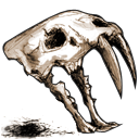 cranium_05 动物骨头