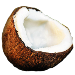 coconut 椰子