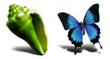 Adobe CS2贝壳和蝴蝶PNG图标