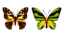 可爱的蝴蝶PNG图标