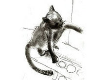 手绘线稿猫高清图片4