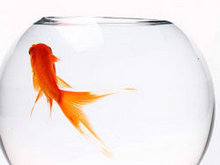 透明玻璃鱼缸和红色金鱼高清图片5