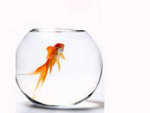 透明玻璃鱼缸和红色金鱼高清图片3