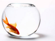 透明玻璃鱼缸和红色金鱼高清图片1