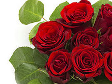 鲜艳的玫瑰花高清图片5