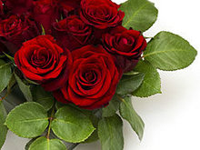 鲜艳的玫瑰花高清图片4