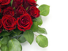 鲜艳的玫瑰花高清图片3