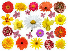 各类菊花—高清图片