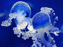 蓝色水母高清图片