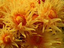 黄色海葵