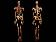 人体骨骼高清图