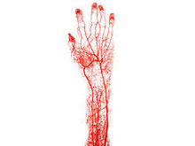 手部血管高清图