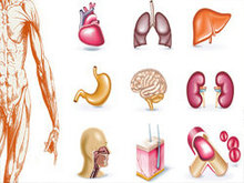 透视人体器官矢量图