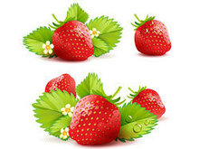 草莓主题背景矢量图5