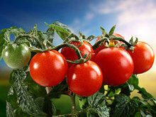 鲜美西红柿高清图片2