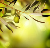 树上橄榄果特写图片素材