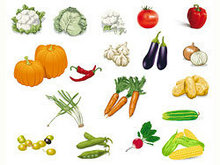 蔬菜图片矢量图2