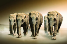大象动物写真图片素材