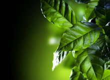 咖啡树叶子图片素材