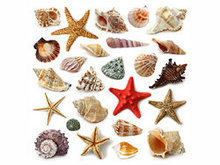 贝壳与海星高清图片2