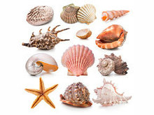 贝壳与海星高清图片1
